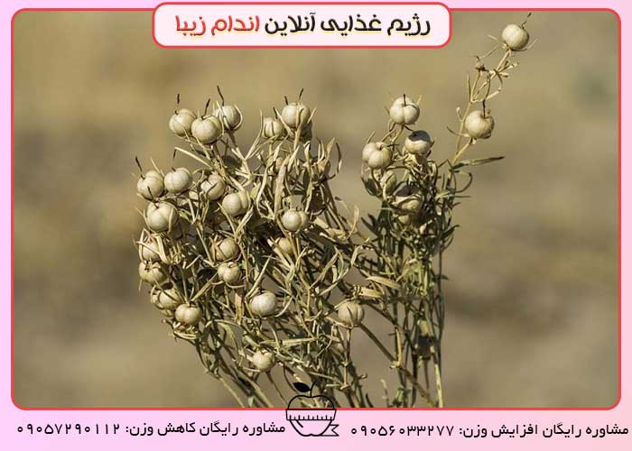 گیاه اسفند برای میگرن