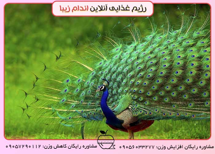 ایا انسان هم مانند حیوانات انتخاب جنسی می کند؟